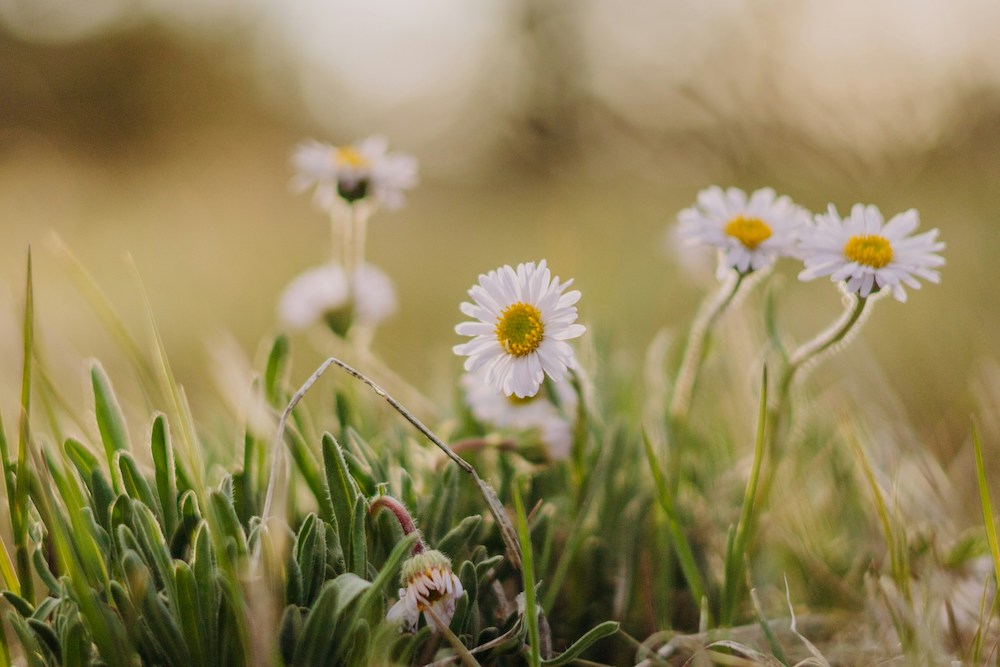 Field of white daisies