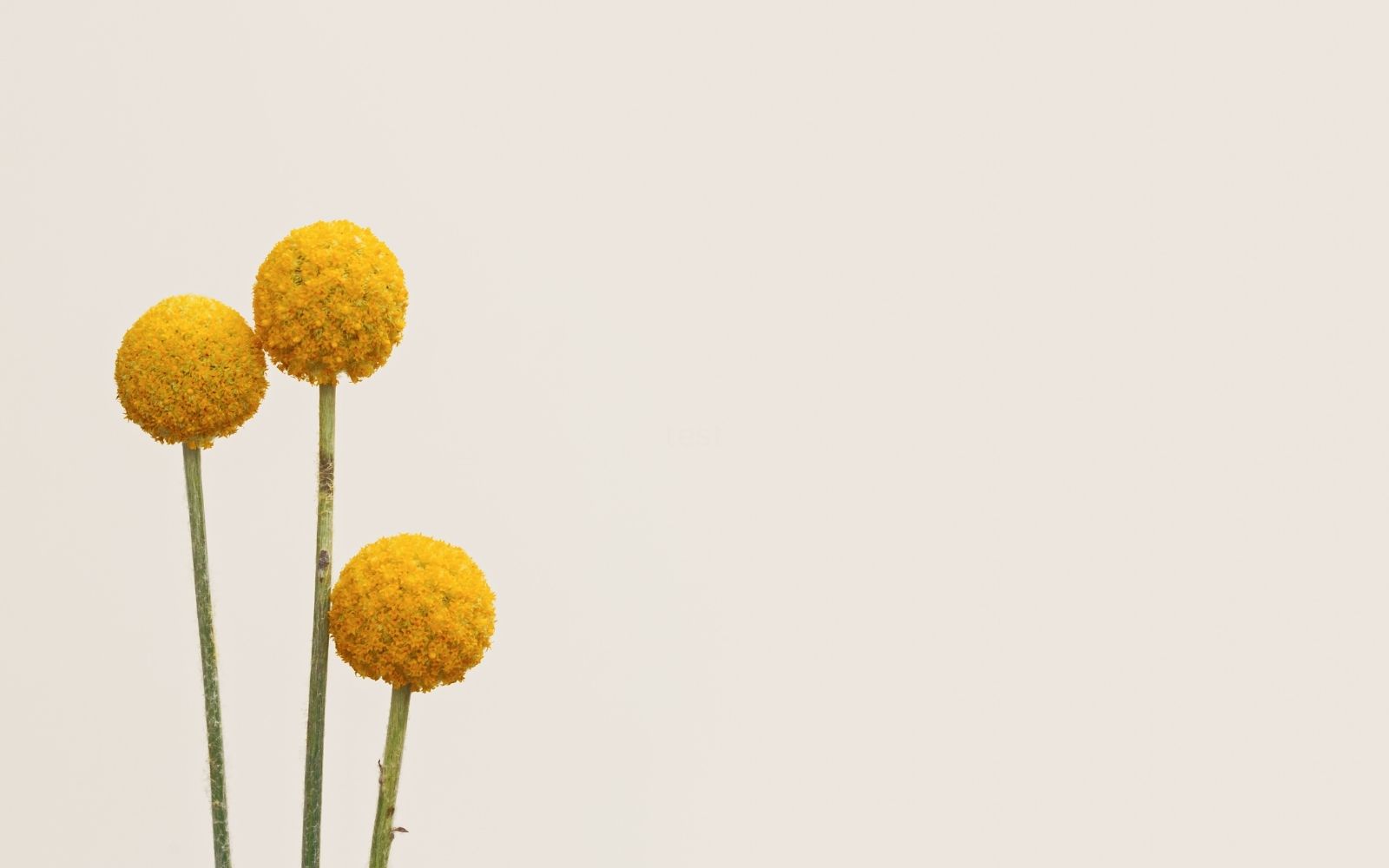 How to stop overthinking. Image includes three button flowers against a plain background
