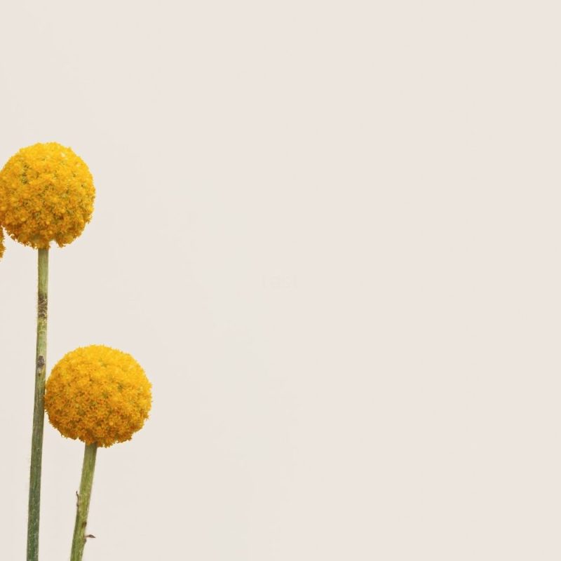 How to stop overthinking. Image includes three button flowers against a plain background