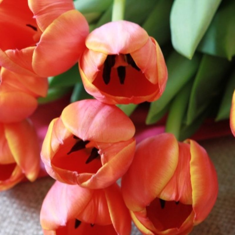 kind to yourself total balance