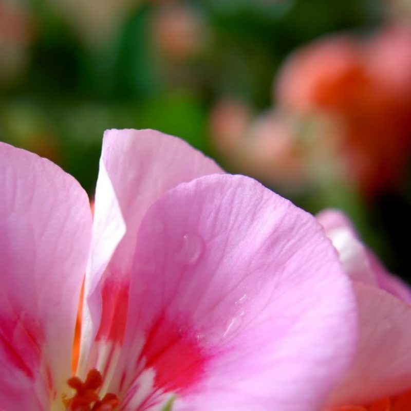 more joyful total balance