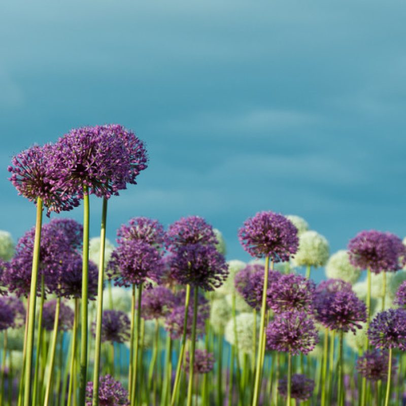 acceptance total balance