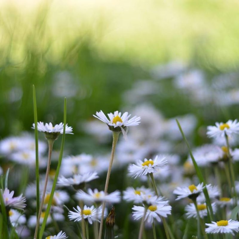 defining-self-by-flaws