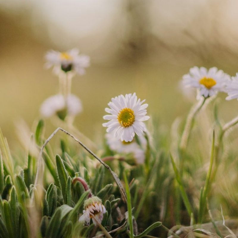 Field of white daisies